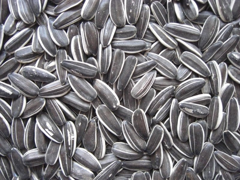 Grey Sunflower 1Kg