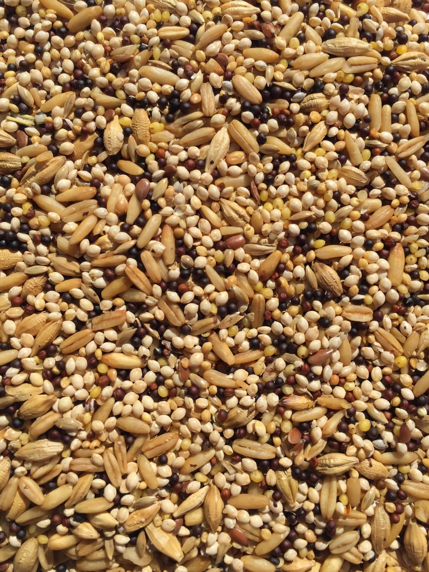 Aviary Mix WACGP 1kg