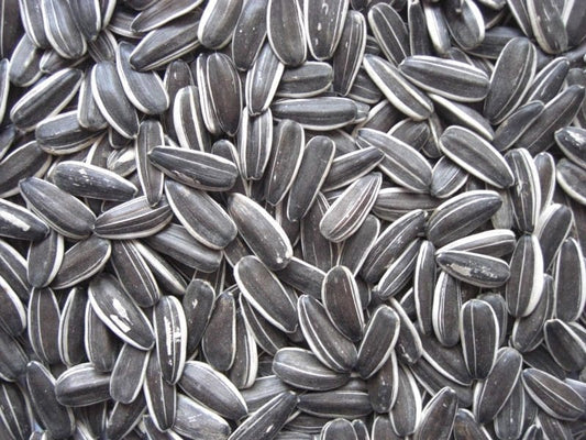 Grey Sunflower 1Kg