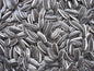 Grey Sunflower 1Kg
